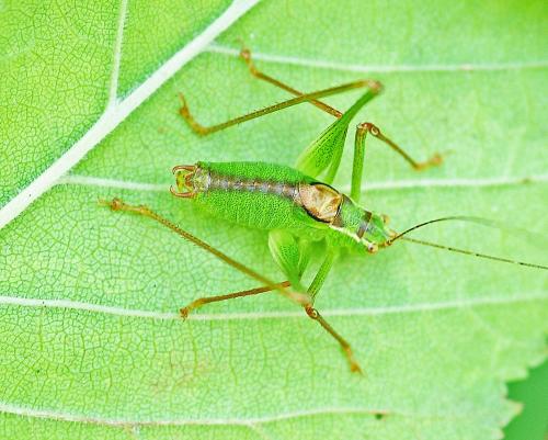 Leptophyes punctatissima
